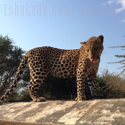 Leopard Cub South Africa