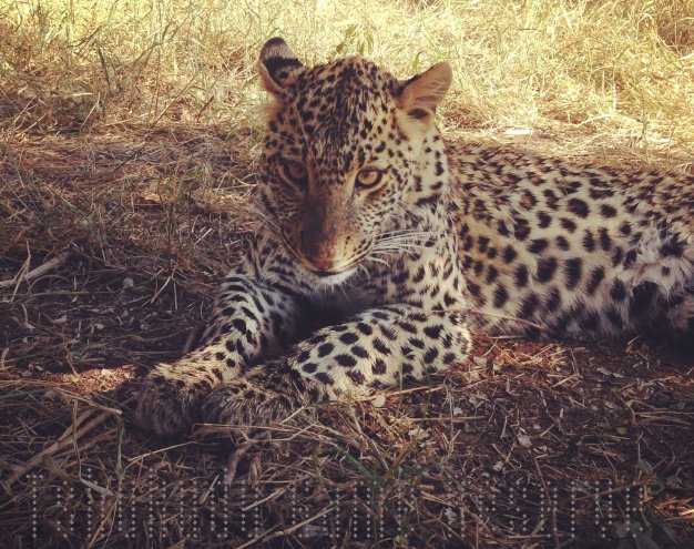 Leopard Cub - Tshukudu Game Reserve